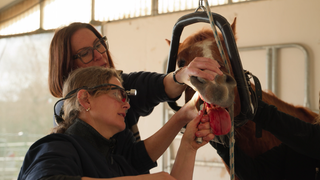 Reportage Pferdedentistin