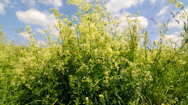 Wiesenlabkraut