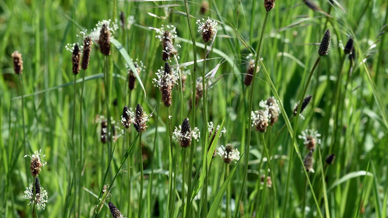 Spitzwegerich, Plantago, Ianceolata