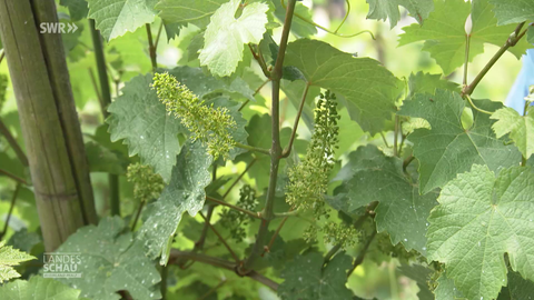Weinrebe