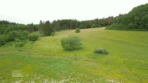 Erfolgreiches Grünland-Projekt in der Eifel