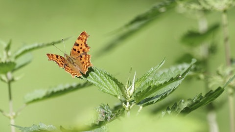 Schmetterling auf einem Brennesselblatt