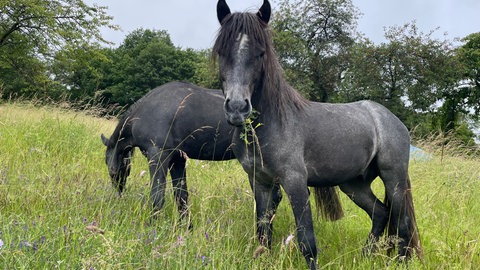 Connemara-Ponys auf einer Wiese