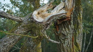 Abgebrochener Ast