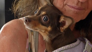 Hündchen Lucy schaut mit großen Augen in die Kamera