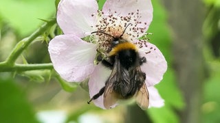 Eine Wildbiene an einer Blüte.