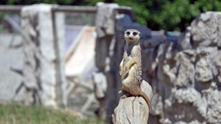 Murmeltier im Tierpark Rheinböllen