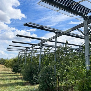In Gelsdorf wachsen Äpfel unter eineem schattigen PV-Dach, das gleichzeitig Strom erzeugt.