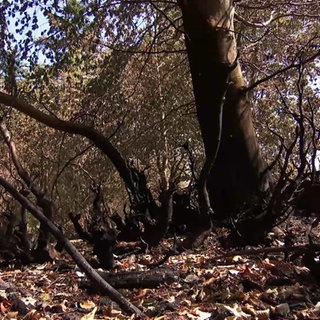 trockener Waldboden