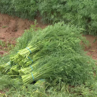 Dill auf dem Feld