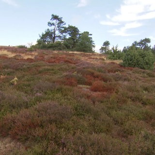 Wacholderheide
