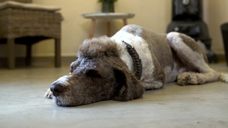Essingen Hundesalon