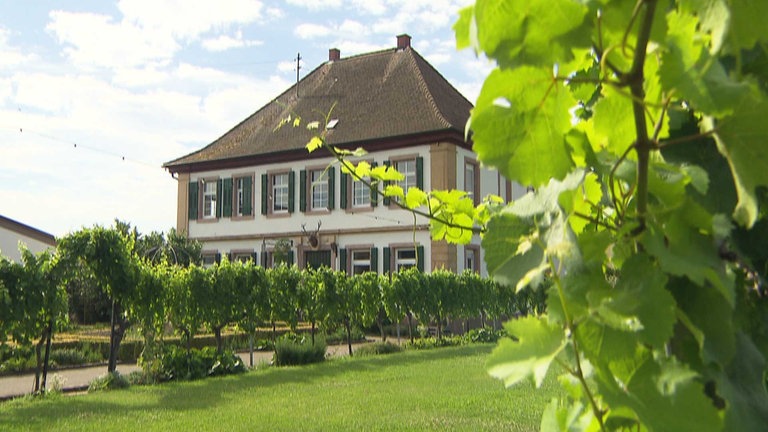 Kirrweiler - Das Weingut
