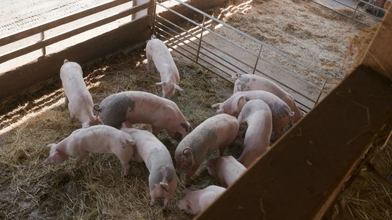Schweine aus Mörstadt