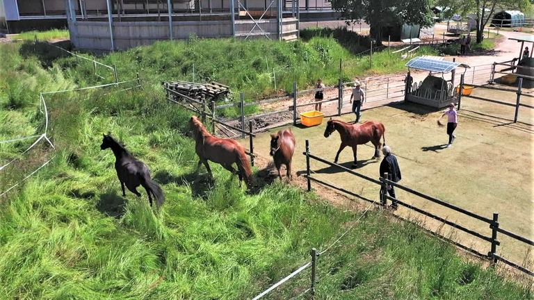 Hierzuland Esch Pferde auf Weide