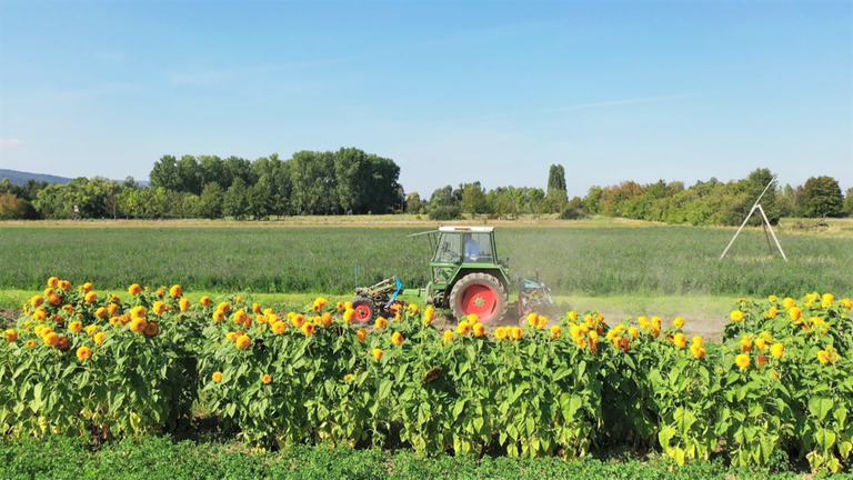 Ruppertsberg Teefeld