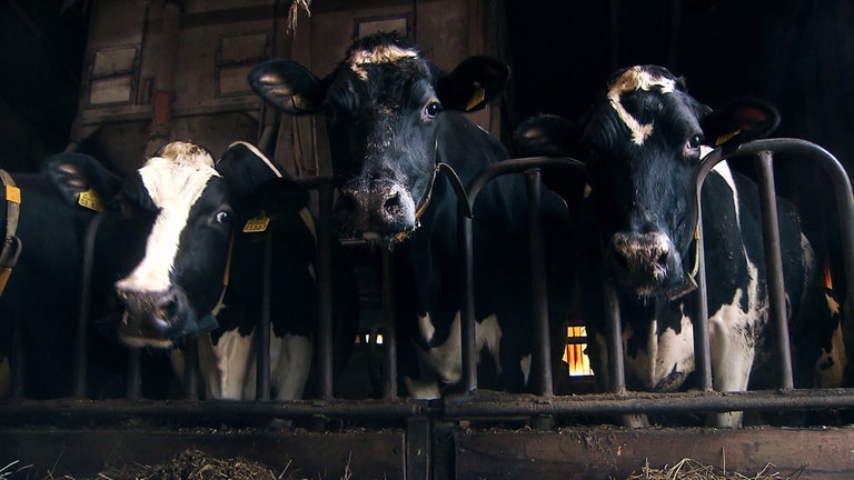 Hierzuland Deimberg Martin Reidenbachs Milchkühe