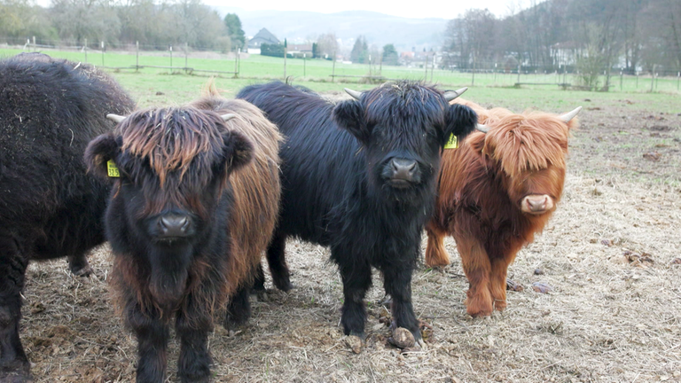 Merxheim Highlandrinder