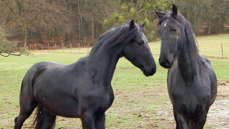 Arabofriesen in Forst