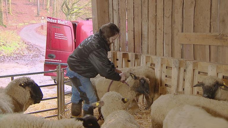 Erlenbach Landwirt mit Schafen im Stall