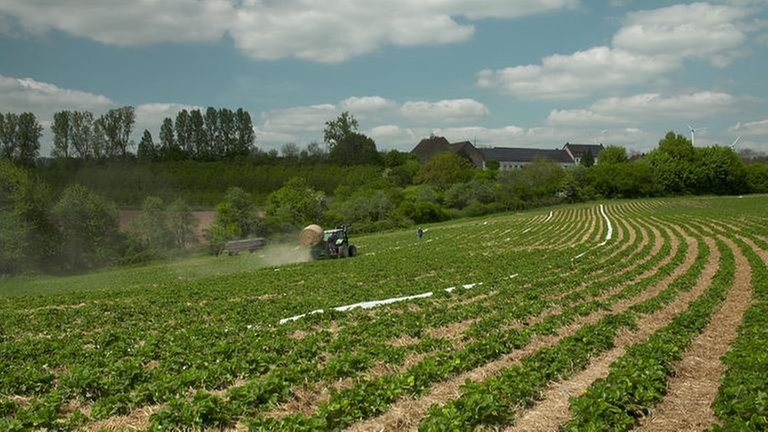 Arbeit auf dem Erdbeerfeld