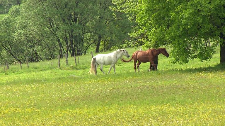 Westerwaldidylle mit zwei Pferden auf einer Koppel