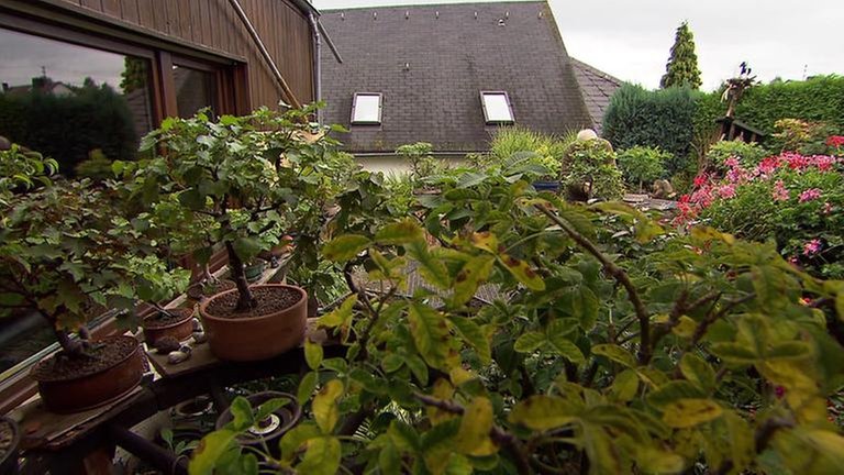 Bäume im Bonsai-Format