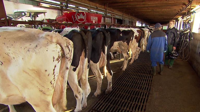 Kühe im Stall eines großen landwirtschaftlichen Betriebes in Matzerath