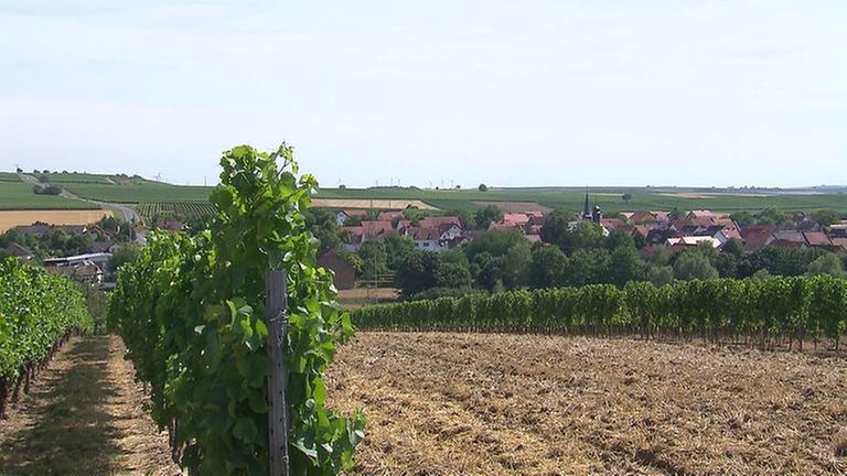 Friesenheim - Ortsansicht
