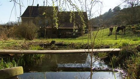 Teich
