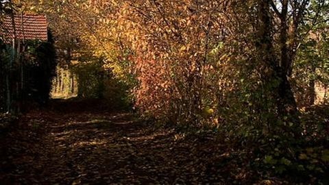 Die Sonne scheint auf das Herbstlaub.
