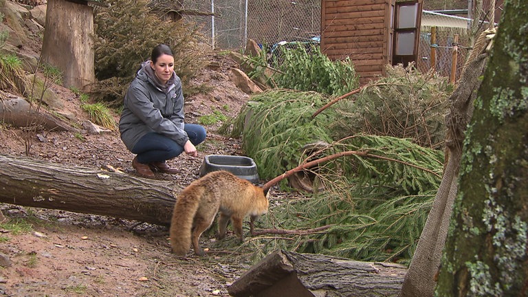 Hierzuland Maßweiler Tiergehege