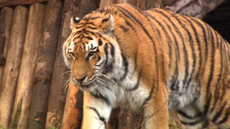 Hierzuland Maßweiler Tiger