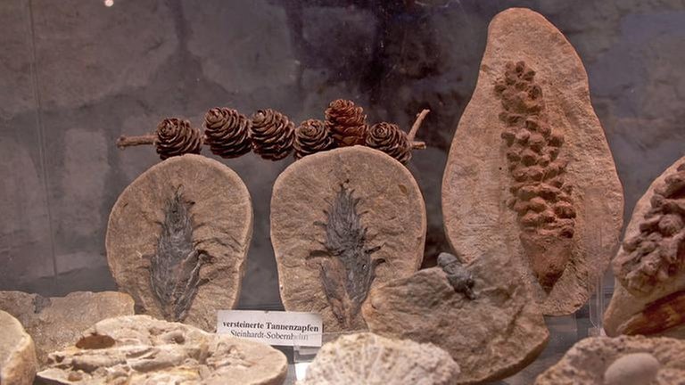Exponate im Steinmuseum