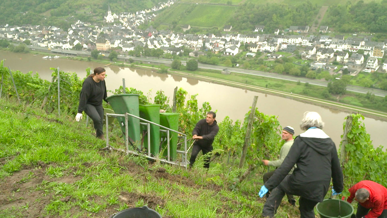 Weinberg "Briedeler Herzchen"