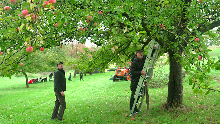 "Lampadener Viezjungen" sammeln mit ihren Familien Äpfel auf