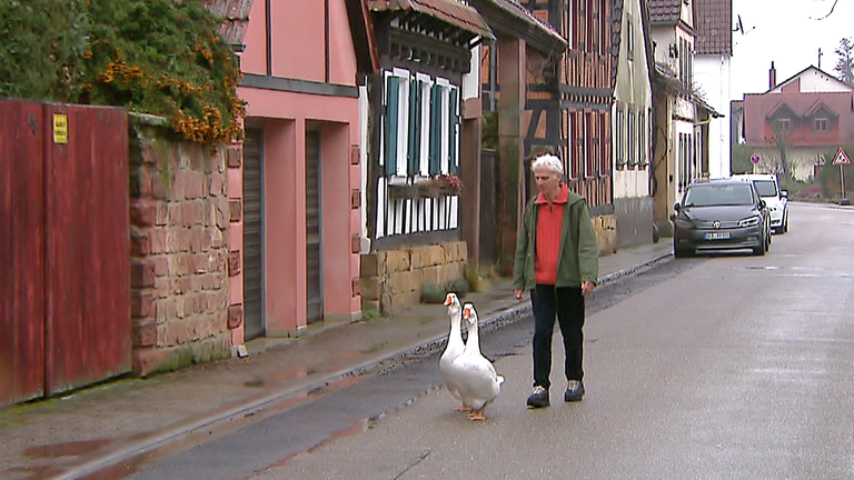 Friedrich Herrmann und seine Gänse