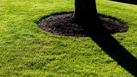 Baumscheibe rund um einen Stamm: So klauen Gräser und andere strakzeherende Pflanzen einem Baum weder Wasser noch Nähstoffe