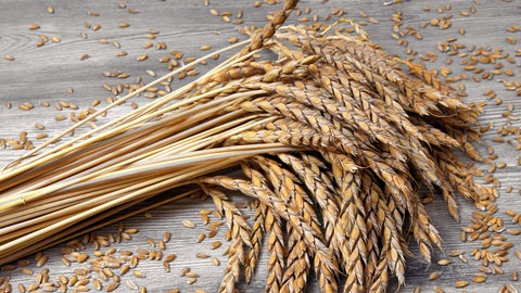 Dinkelähren auf einem Holztisch. Dinkel ist für viele Menschen die erste Wahl bei Brot und Brötchen. Er gilt als gut verträglich und besonders gesund. Stimmt das? Und ist Dinkel gesünder als Weizen?
