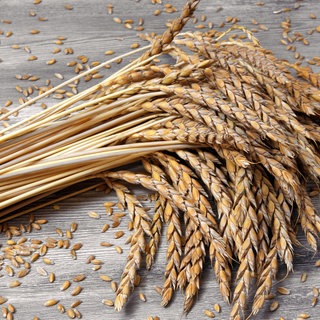 Dinkelähren auf einem Holztisch. Dinkel ist für viele Menschen die erste Wahl bei Brot und Brötchen. Er gilt als gut verträglich und besonders gesund. Stimmt das? Und ist Dinkel gesünder als Weizen?