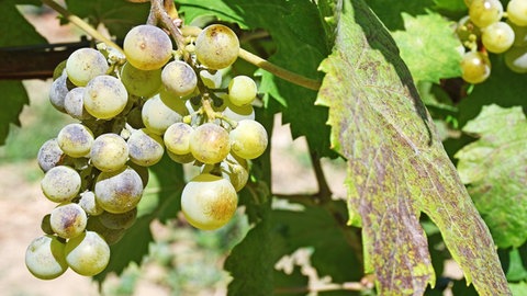 Weinrebe, die von Mehltau befallen ist.