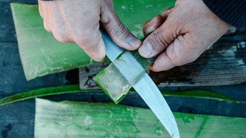 Beim Aufschneiden der Aloe-Vera-Blätter tritt das geschätzte Gel aus.