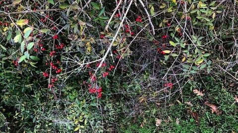 Nicht geerntetes Obst und Beeren in einem Garten.