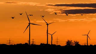 Windenergie & Artenschutz: Vögel fliegen über Windräder.