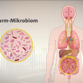 Darmflora und Gehirn
