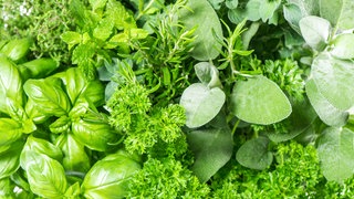 verschiedene grüne Kräuter