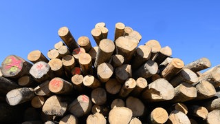 Baumstämme vor blauem Himmel