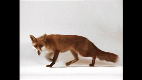 Der Fuchs von REPORT