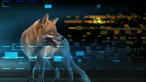 Fuchs 2006