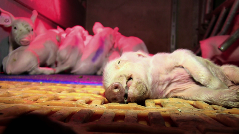 Tierquälung in der Schweinezucht